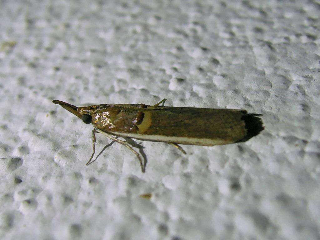 Etiella zinckenella (Pyralidae)